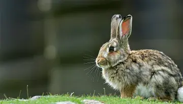 A Hidden Alpine Hare Wins Nature Photography's Highest Honor